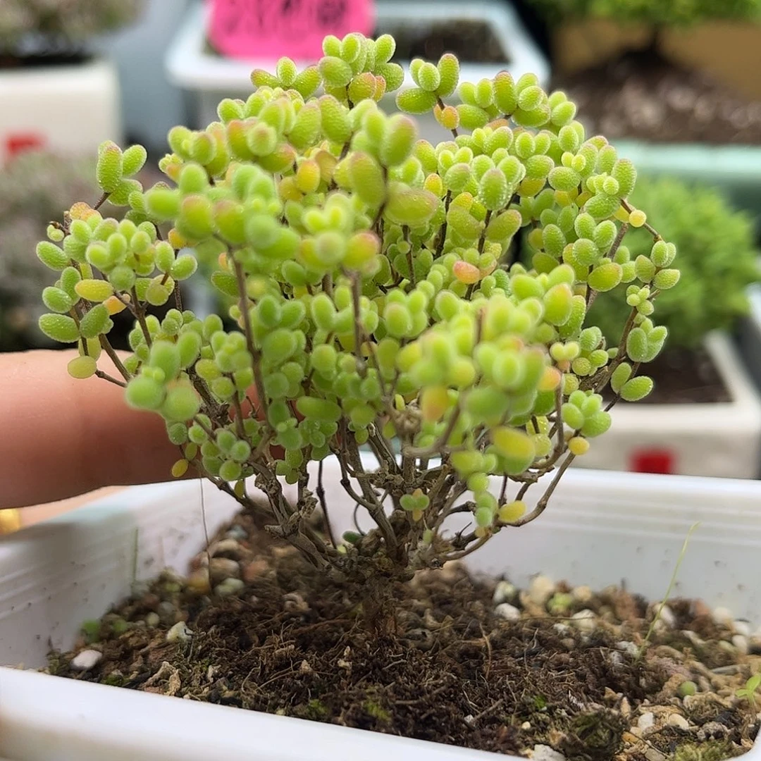 59蜜桔糖球优选枝干