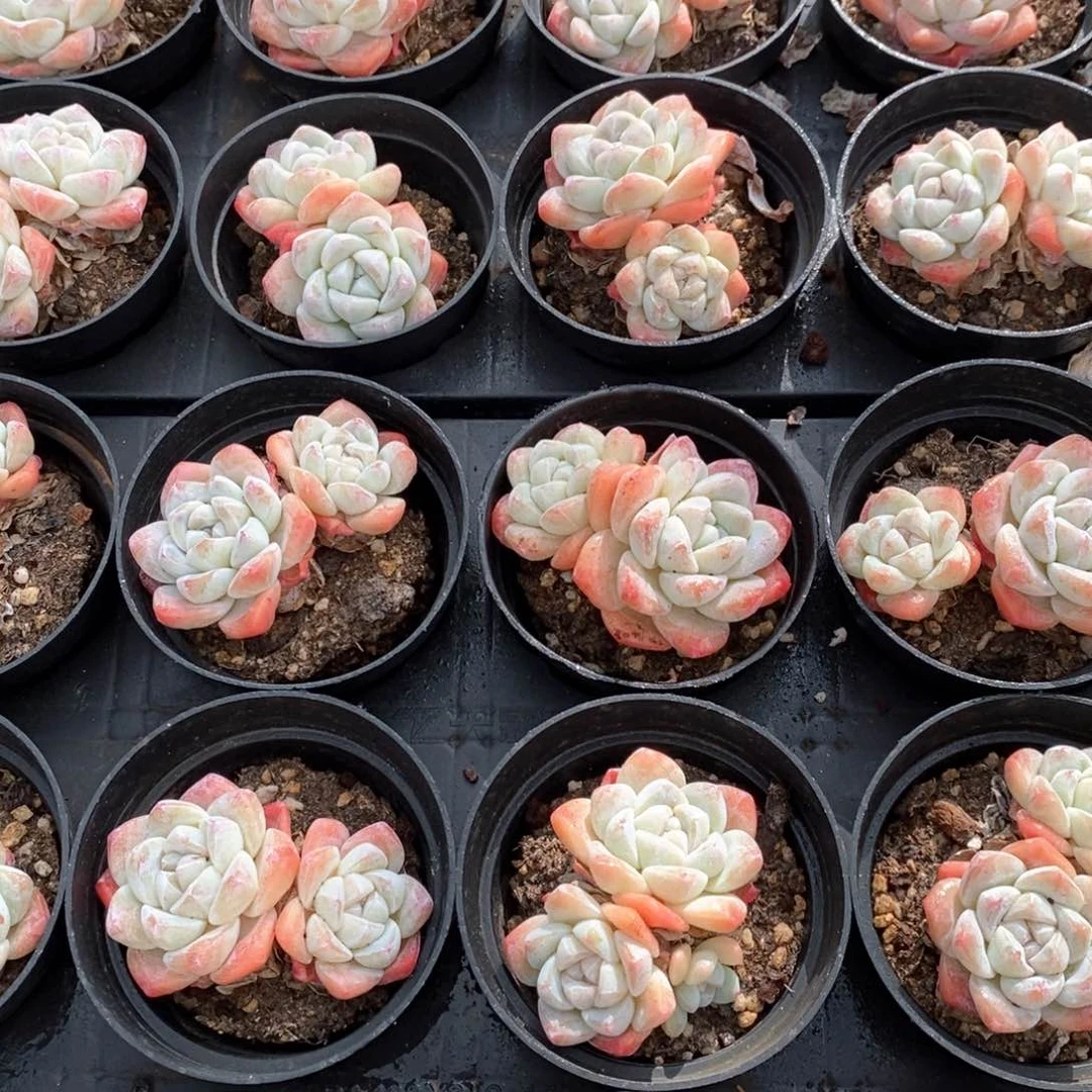 05冰玉双头 福利多多