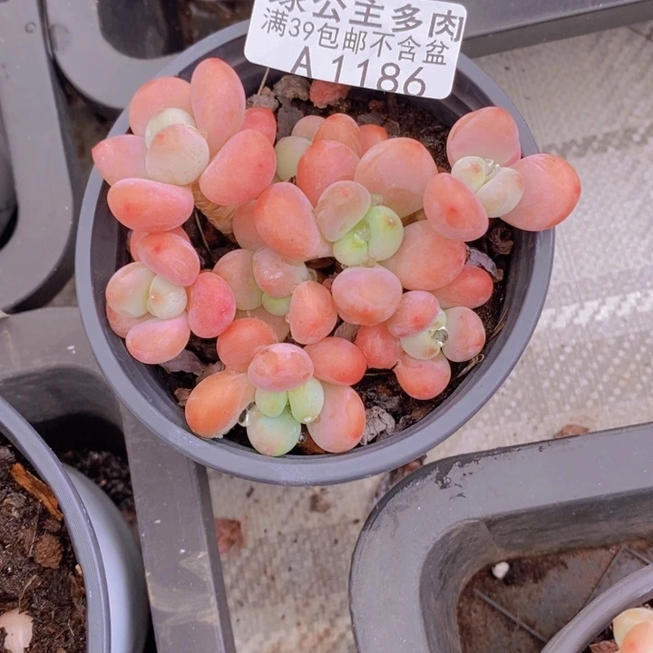 香水洛神7cm1186多肉