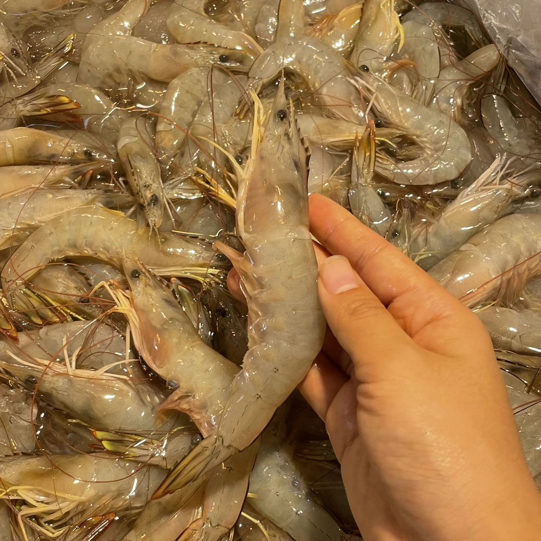 深圳渔人码头 海明虾 深圳顺丰同城当日达