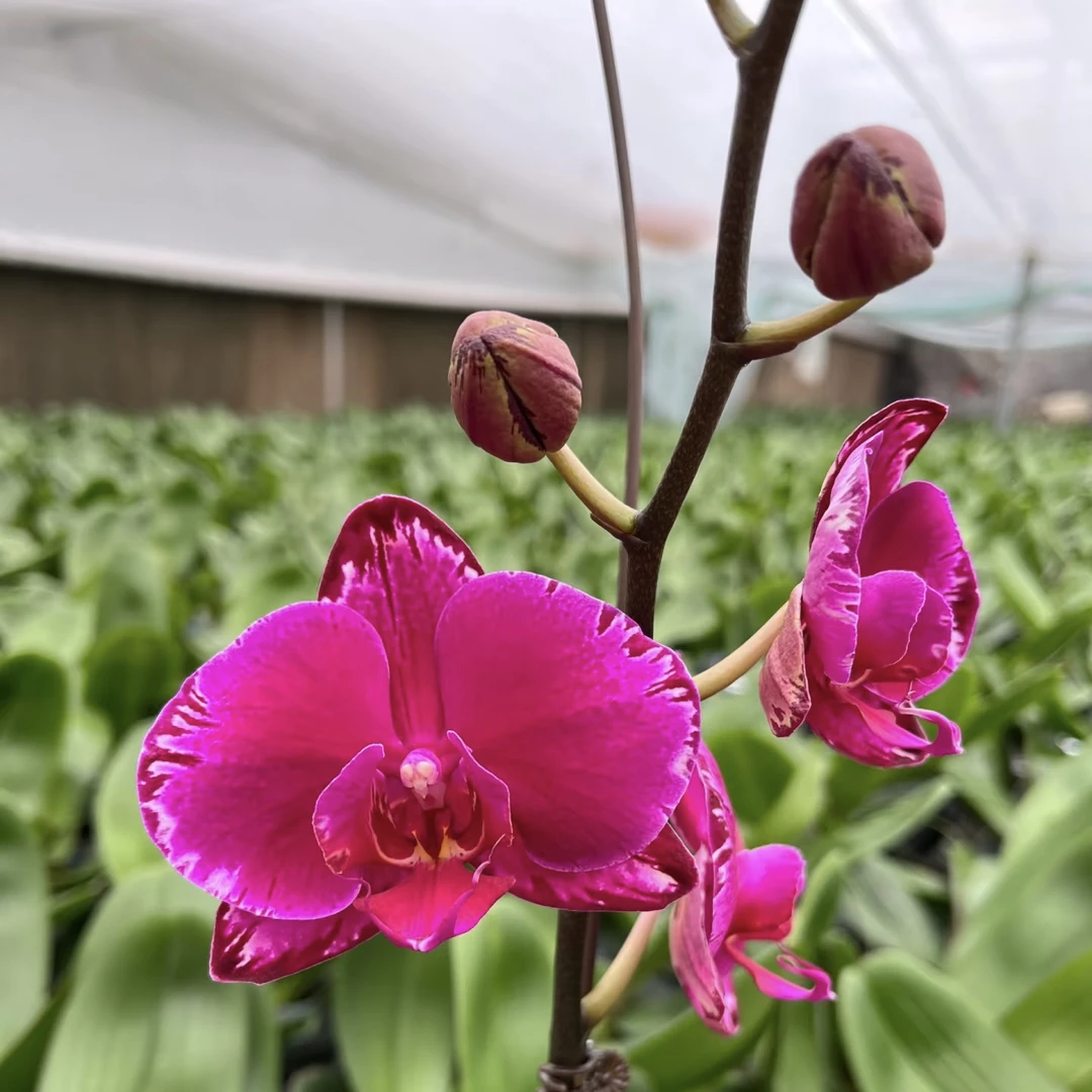 9号蝴蝶兰【双星光芒】3.5双剑苗不稳定有返祖率