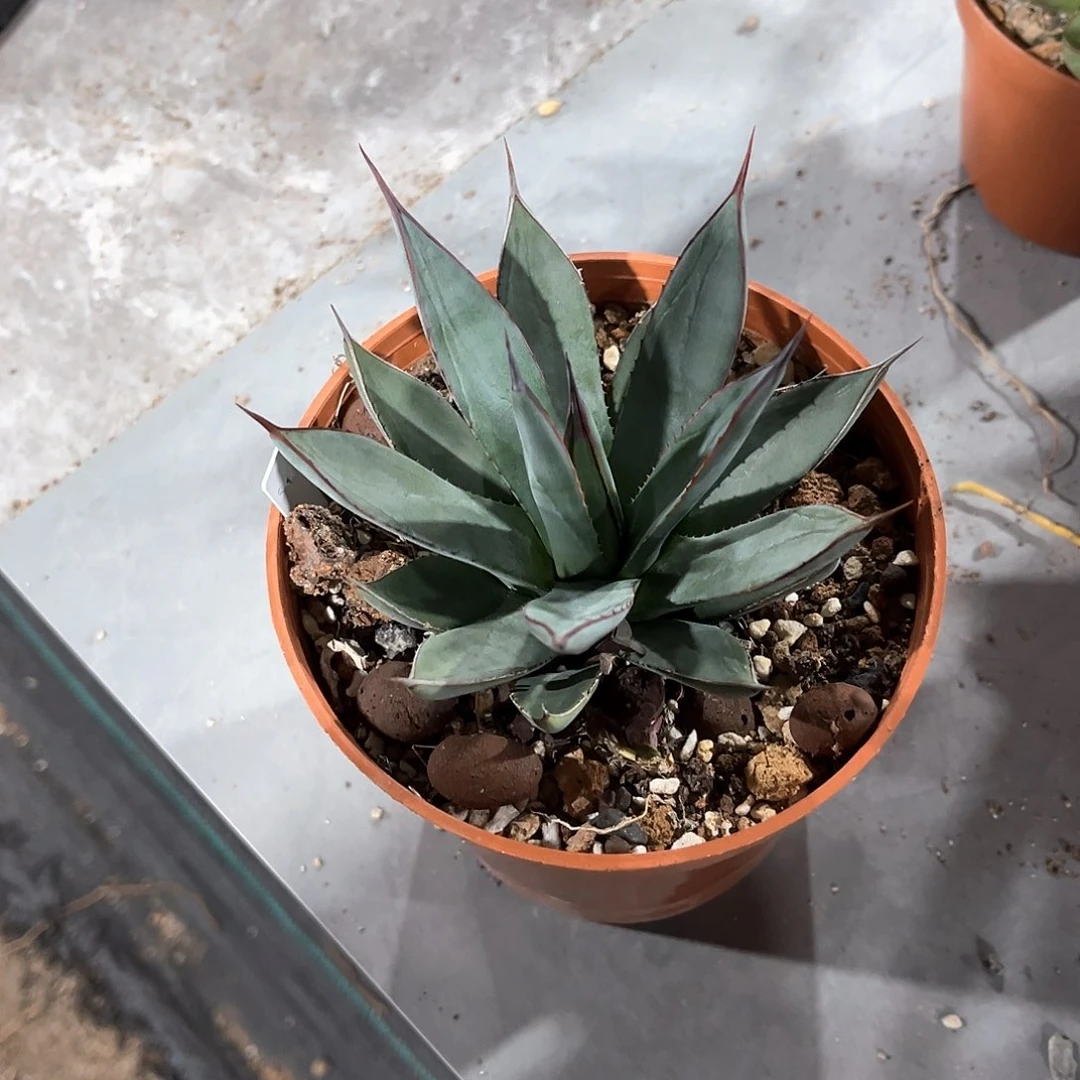 好**了龙舌兰蓝色火焰70