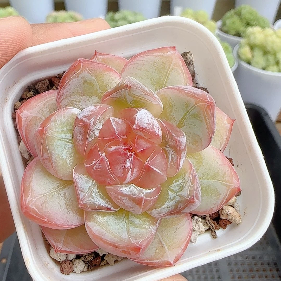 【闪购商品】0926-135珍妮糖心