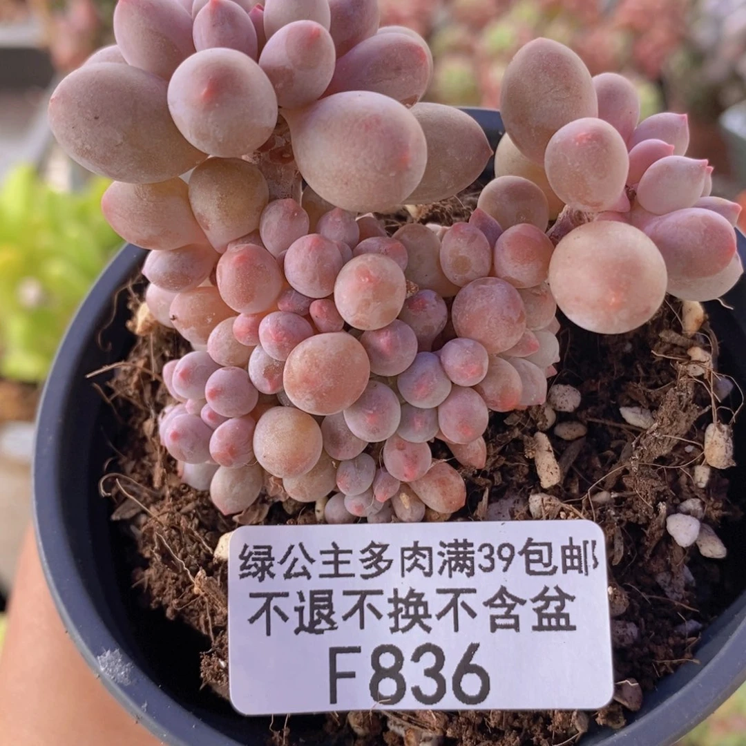 手指奶6cm836多肉植物