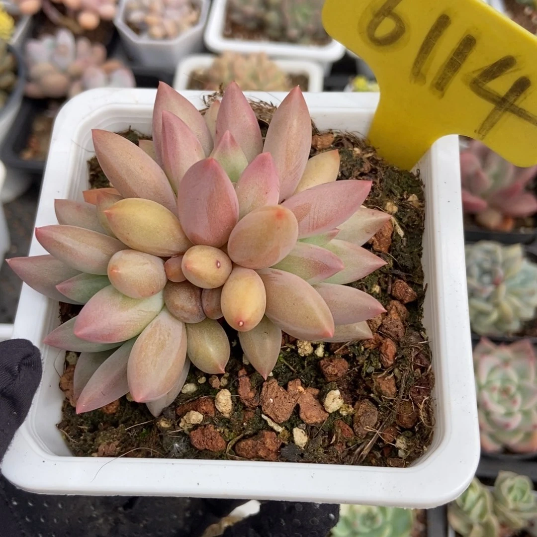 6114车厘子多肉植物保护