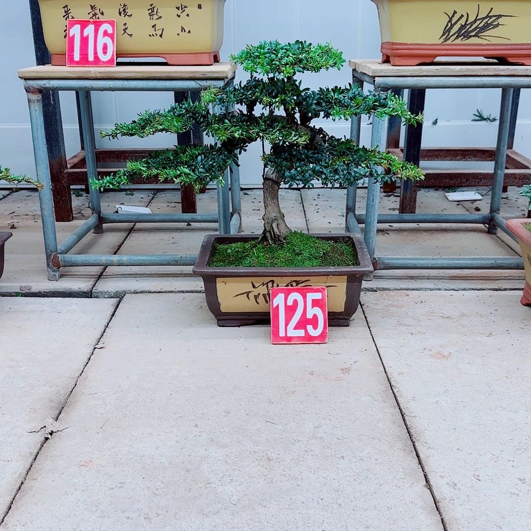 完全开放盆景园林盆景