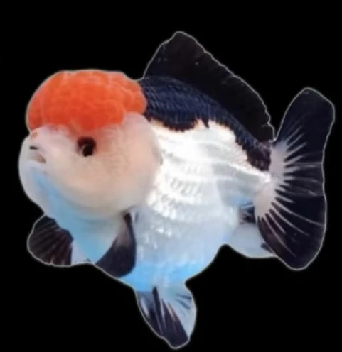 玛丽泰狮金鱼冷水小型观赏鱼鱼苗好养耐活