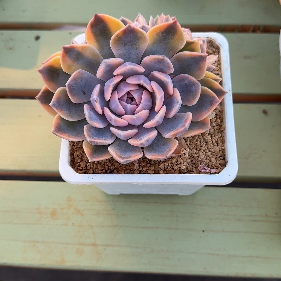 天***肉汉堡锦锦上园艺一物一拍