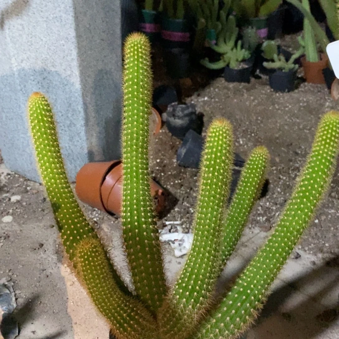 群生人鱼金妞六头一物一拍307