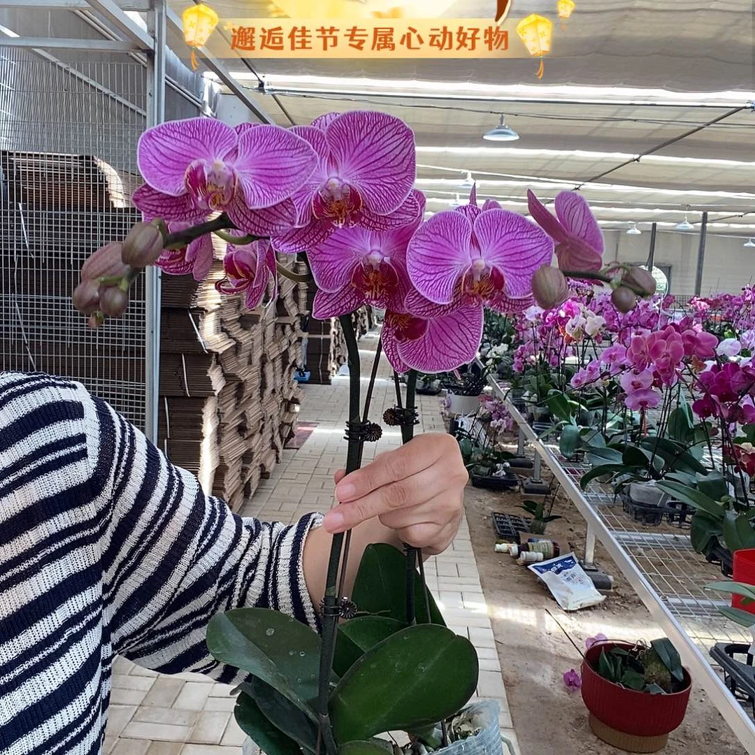 完全开放艾丽斯2棵组合