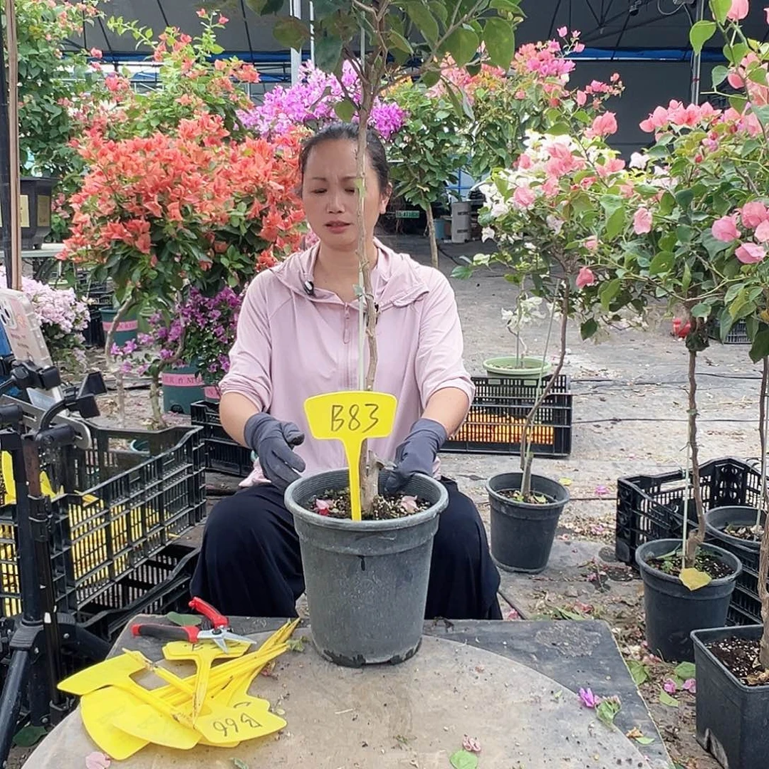 南***乐大部分花苞少量开放B83不甜西瓜
