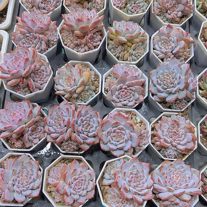 带崽星星橙19包邮多肉