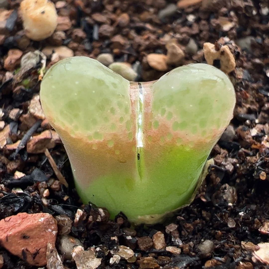 多肉植物百科576