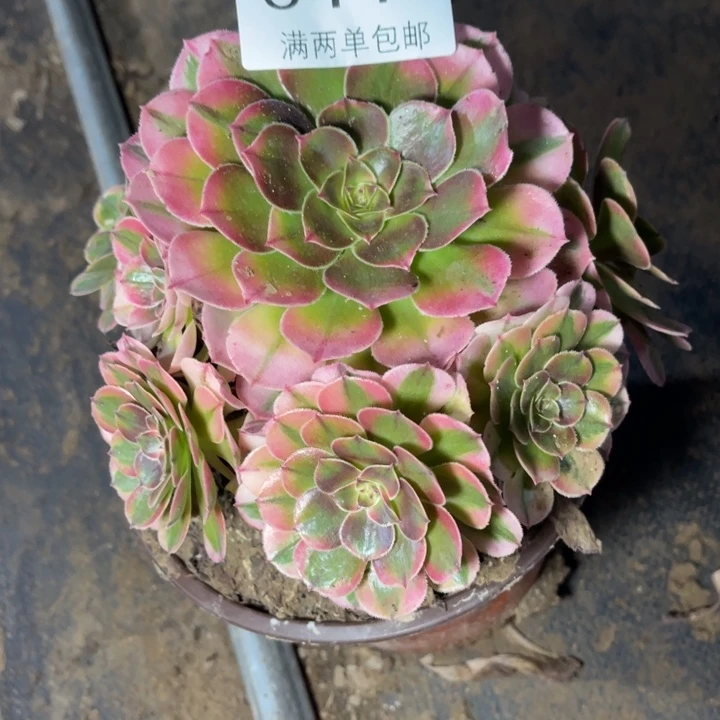 倾城的的的多肉0444