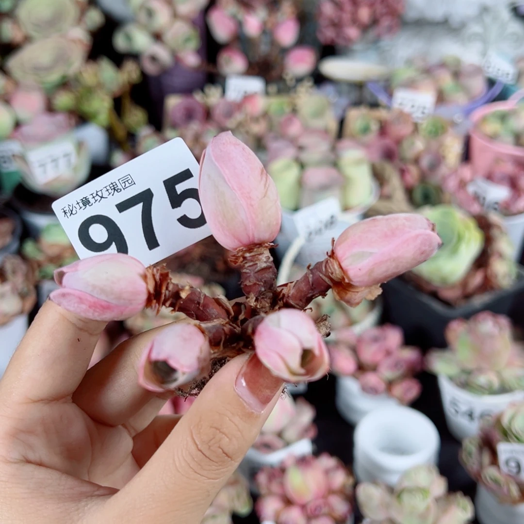 975地中海花园飘枝群。