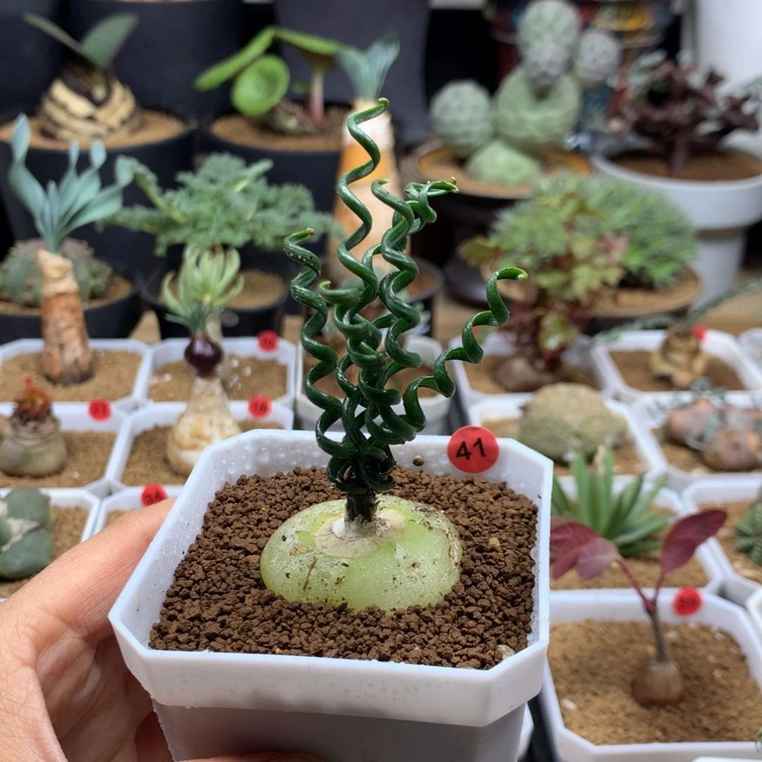 钢丝弹簧草带盆41