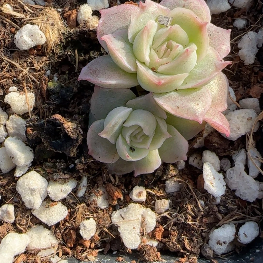 多肉小卡拉米糖心一物一拍