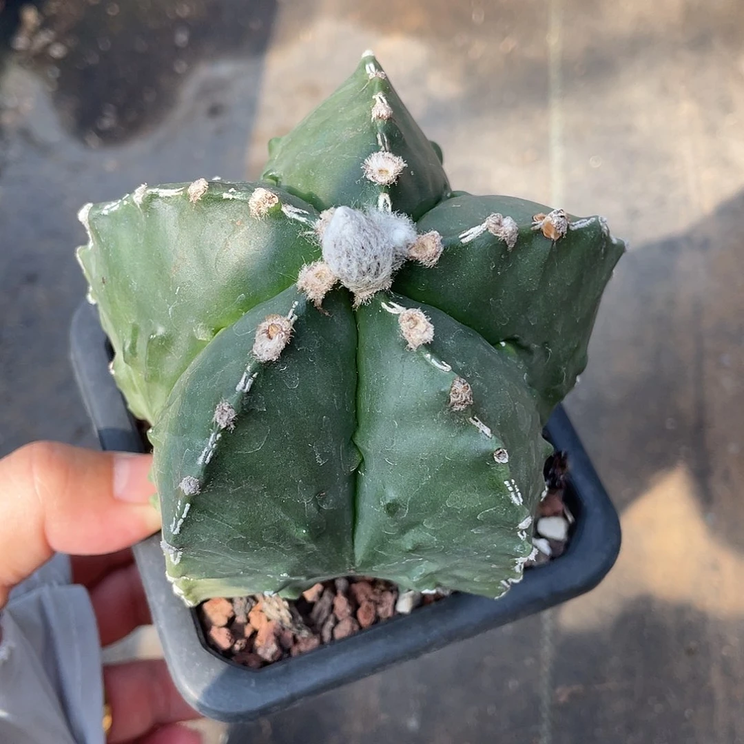 阿***芳仙人球实生核桃鸾凤玉带盆