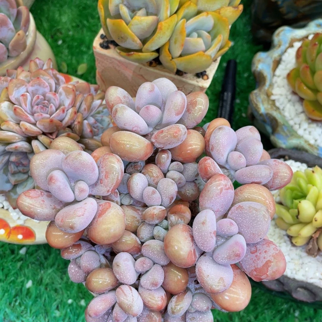 多肉植物盆栽多肉