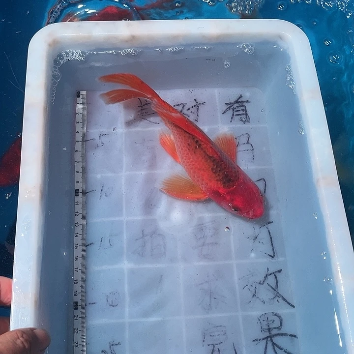 蝴蝶鲤鱼渔场直发81