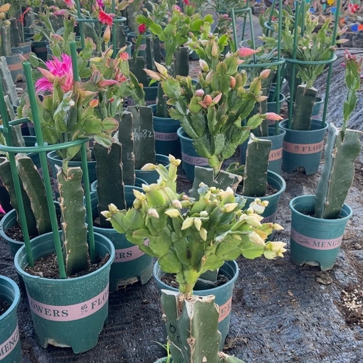 龙***人52号009白色重瓣，