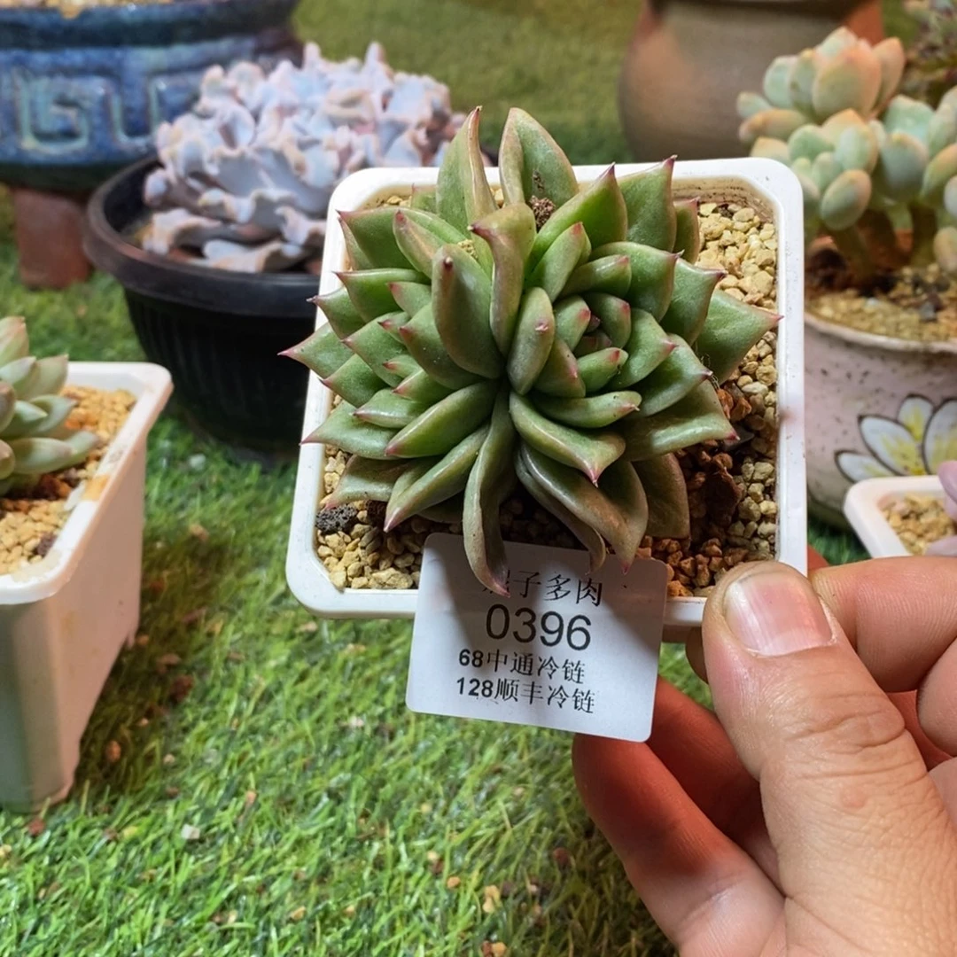 0396啊啊啊啊啊啊啊啊啊