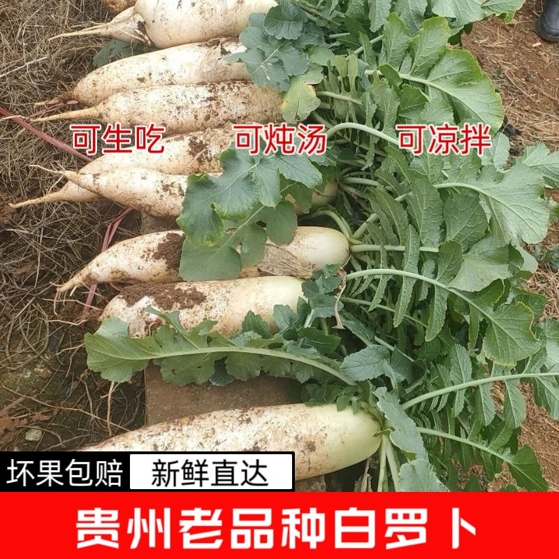 【农家新鲜现挖】现挖萝卜新鲜当季蔬菜水果农家生吃自种甜脆