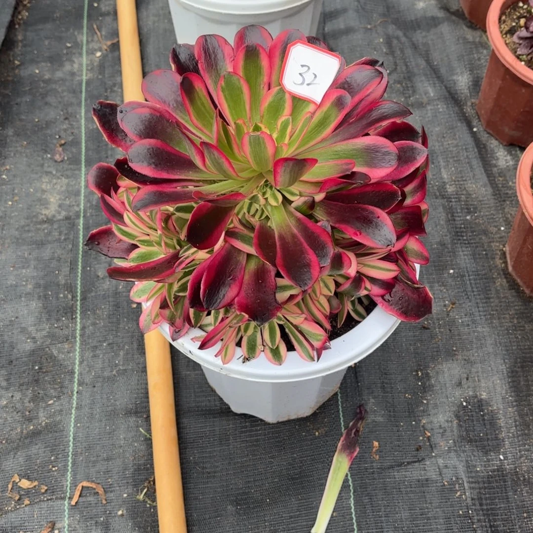 花好月又圆2025030932