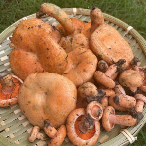 湘西新鲜野生枞树菌精选中小朵1-8厘米/介意变色菌虫勿拍顺丰包邮