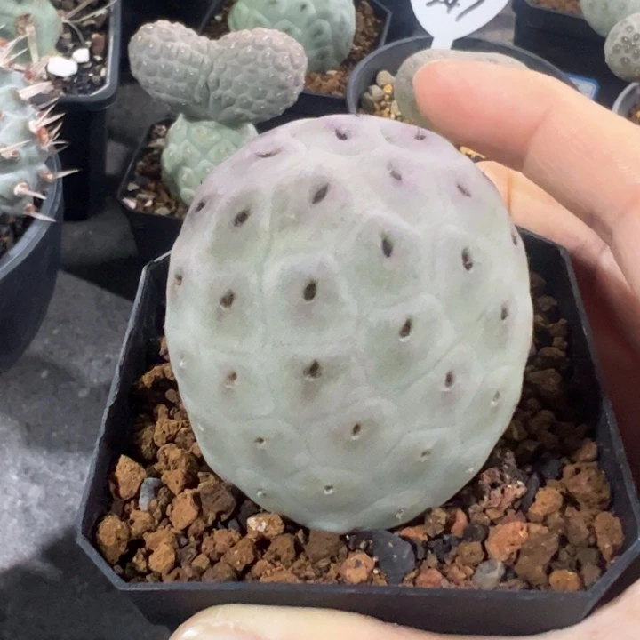 大型洞洞习志野仙人球