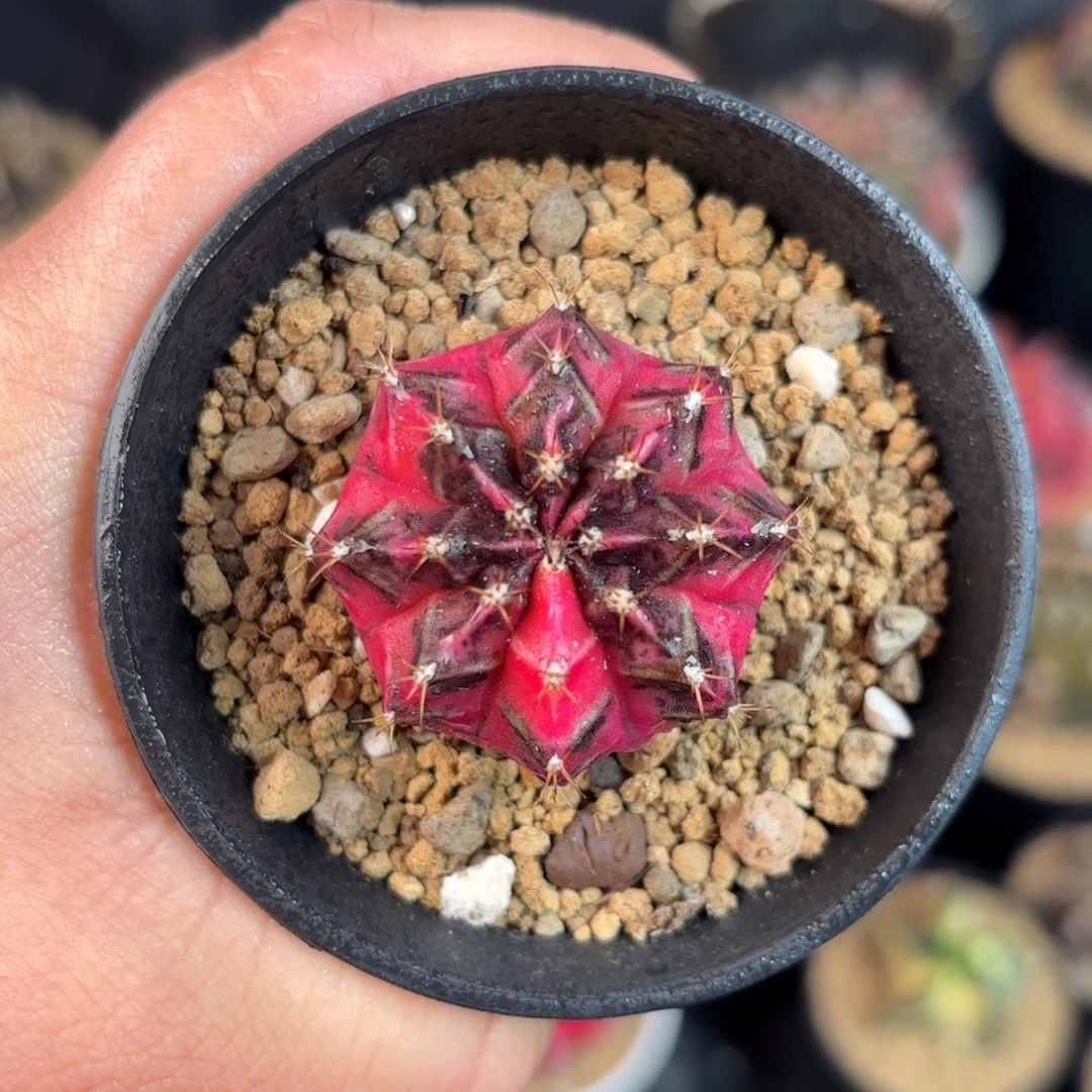 泰系米哈仙人球名品侧600