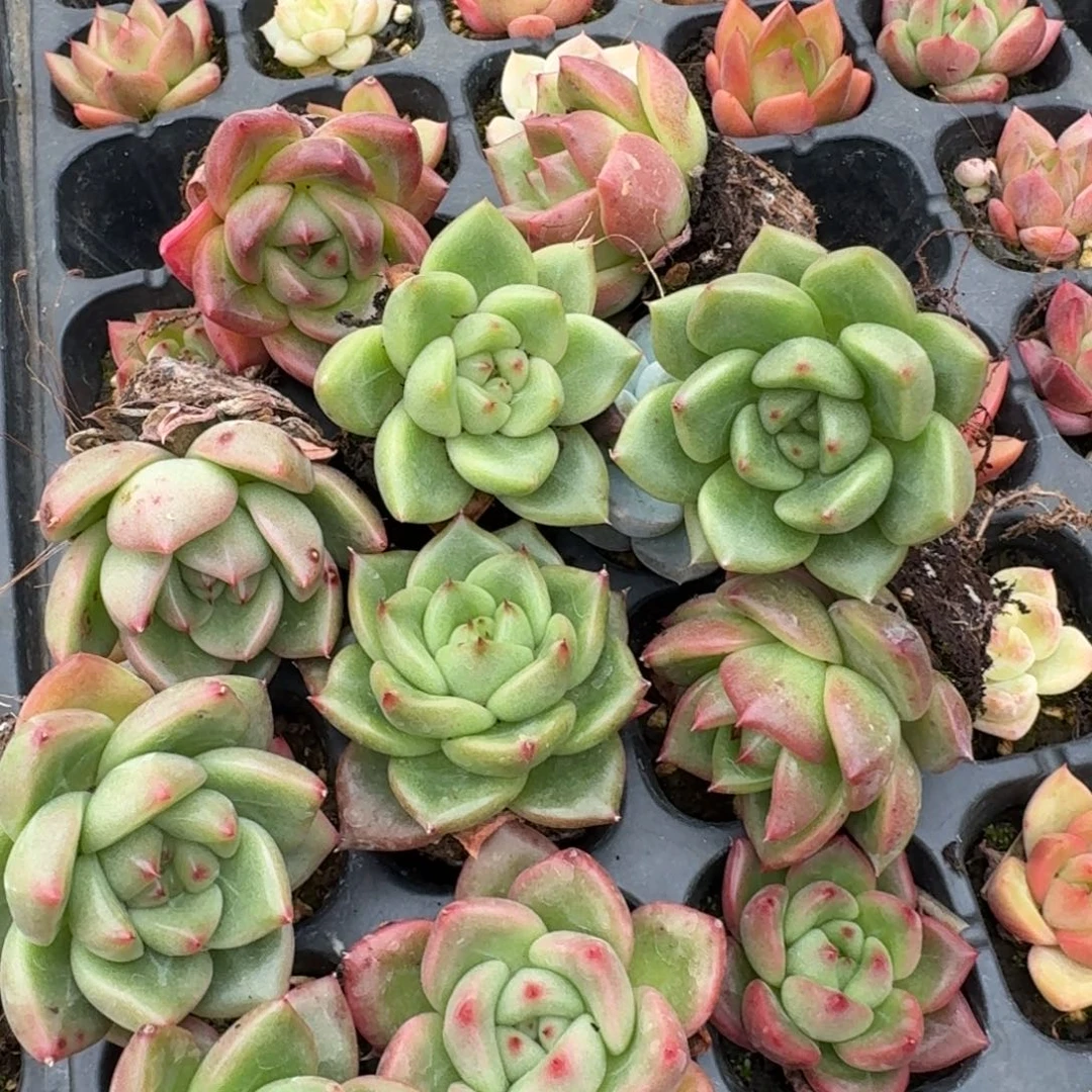 冰玉杂交东云绿菜十棵量拍18-68左八