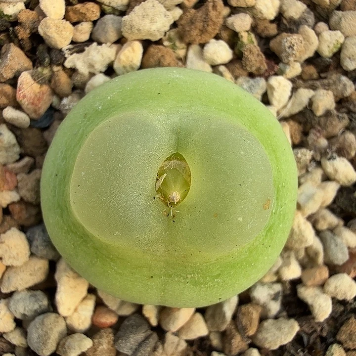 拉登多肉植物2厘米