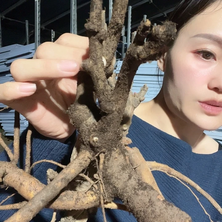 完全开放棒棒糖，混苗