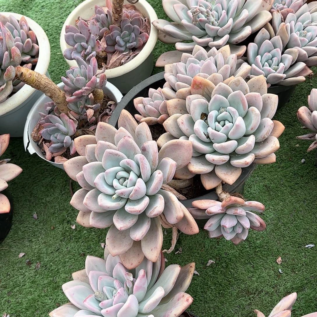 热*式奥普多肉老桩8