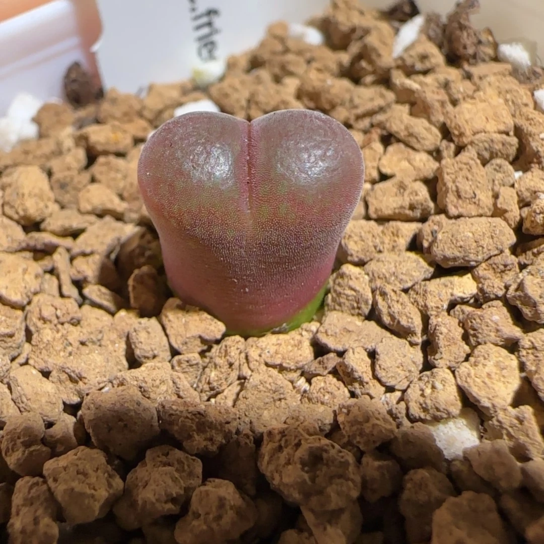 肉锥多肉植物组合-恩东1578
