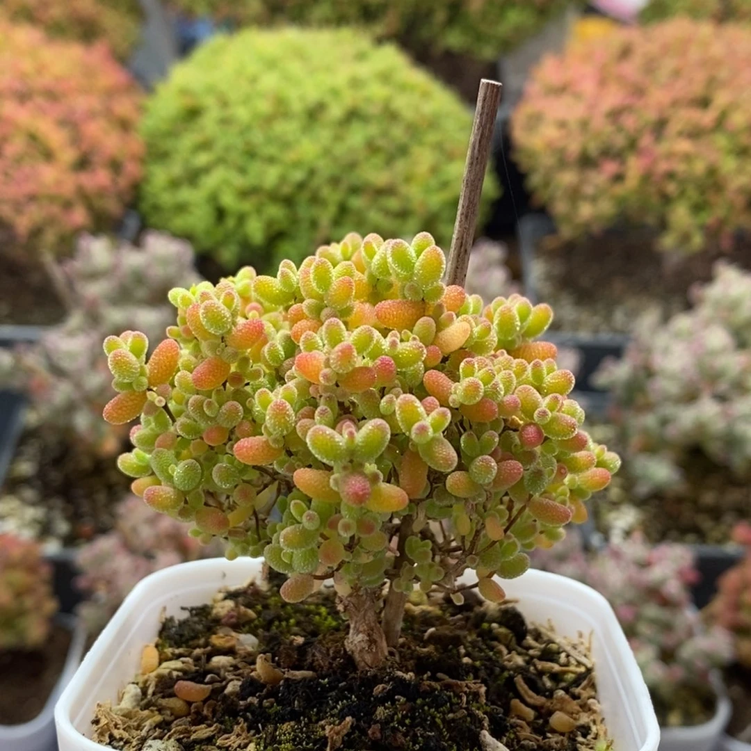 蜜橘糖球4291枝干番杏