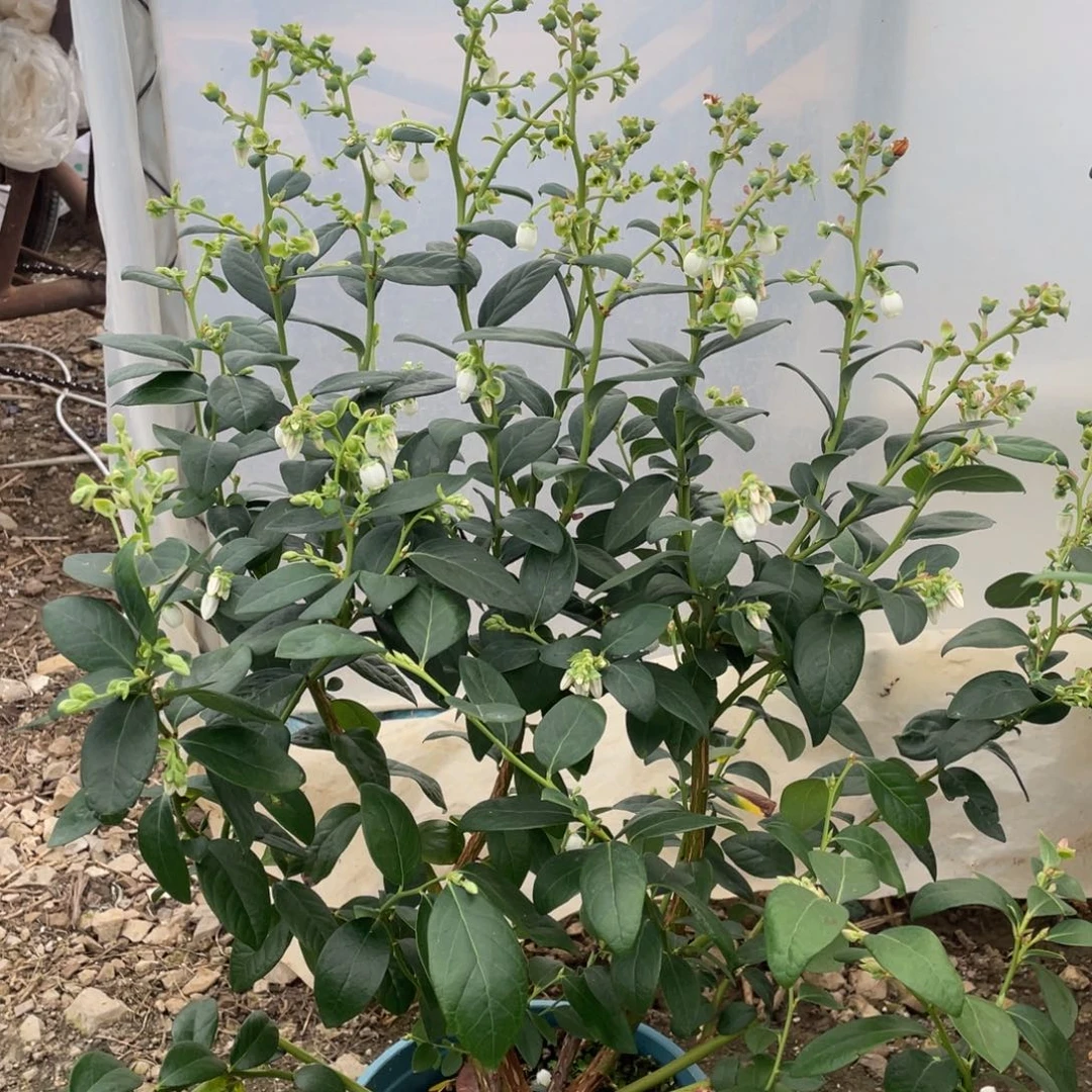 带花带果一物一拍