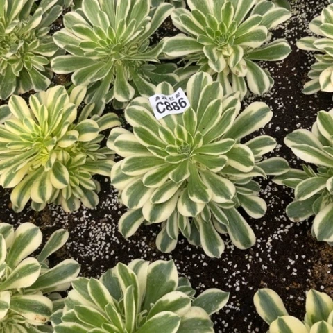 886迈巴赫不包断枝