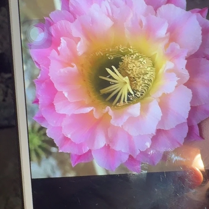 河岸根冠服6公分左右毛花柱