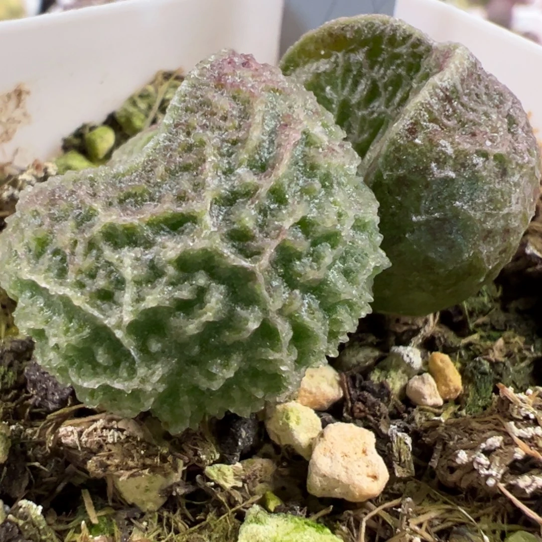 实生新品多肉植物水泡多肉植物