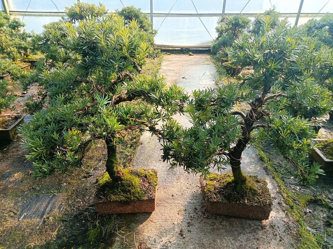 浙江雀舌小叶罗汉松