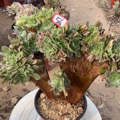 柠檬玫瑰缀一物一拍