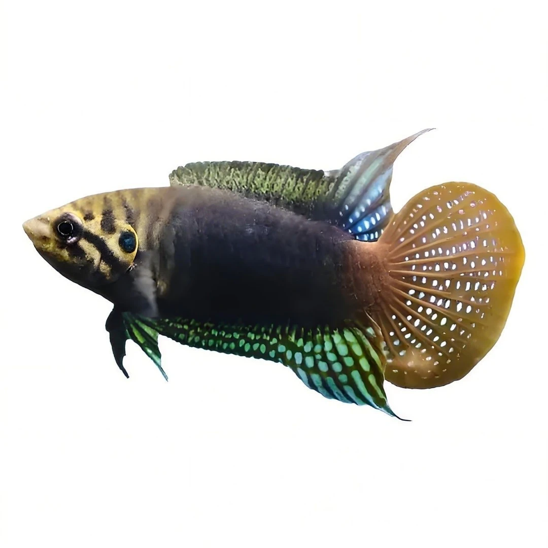 一条6-7cm圆尾斗鱼野采原生中国冷水观赏淡水鱼巨普好养耐活懒人