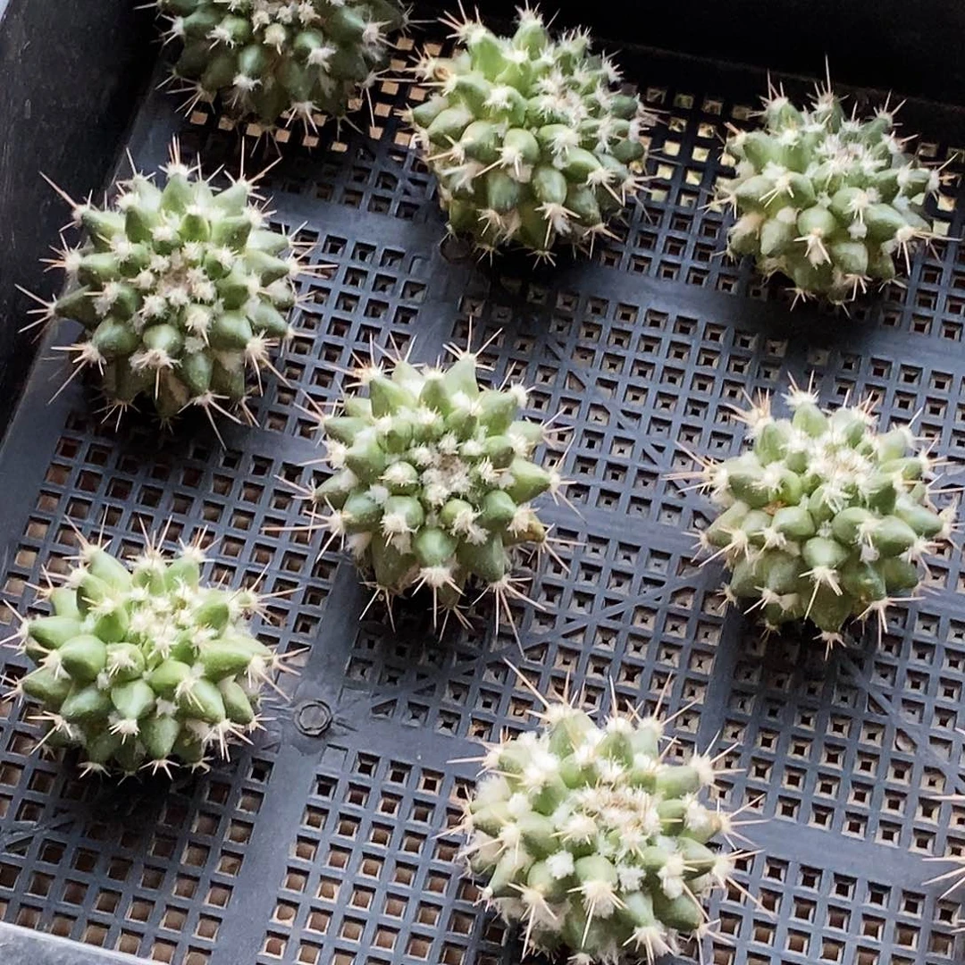 影清侧芽歪20包邮/带气根 5公分