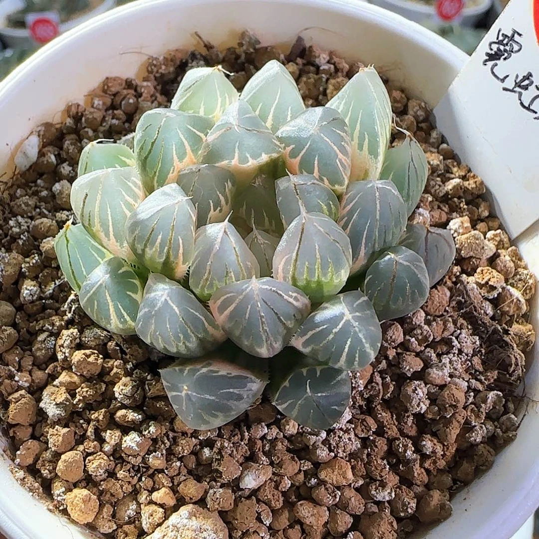 288号霓虹灯糊斑一物一拍带盆土