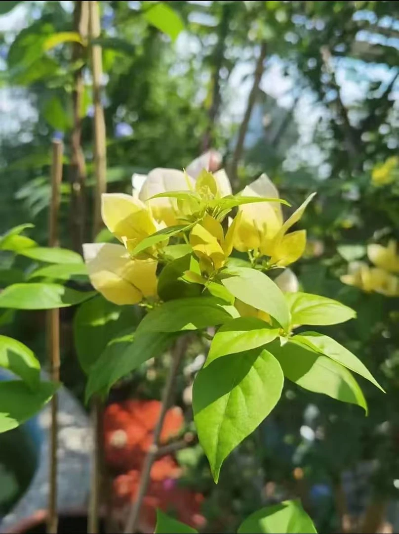 【苏瓦娜】金黄色三角梅花朵耐热耐晒室内外好养花卉勤开花盆栽
