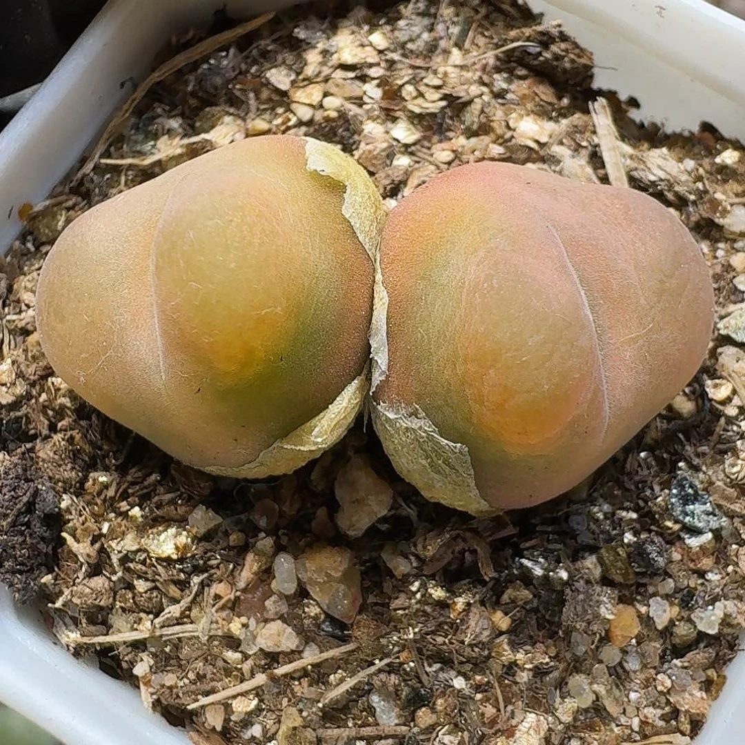 生石花111121。   262