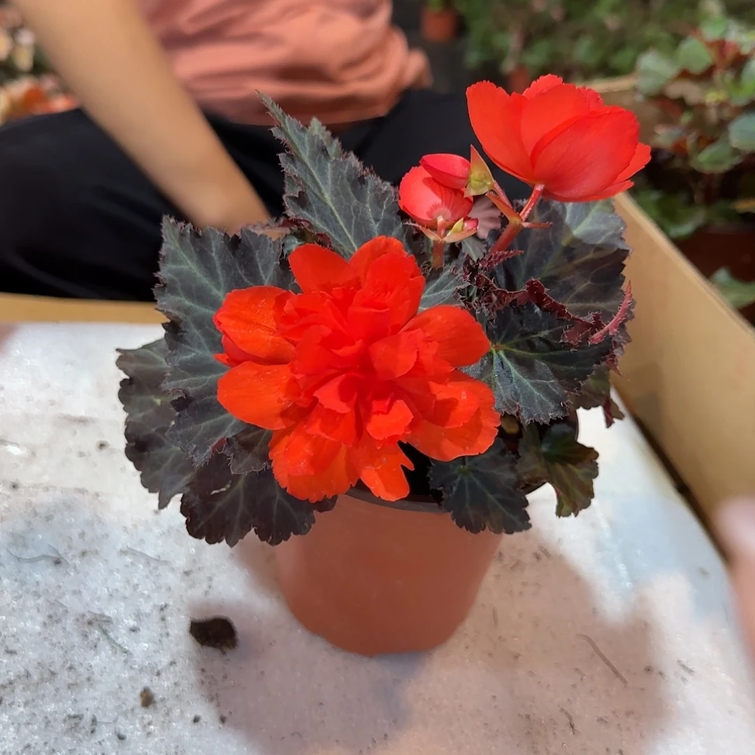 130珊瑚青稞发货介意勿拍