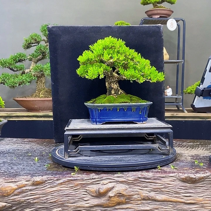 无花朵黄杨盆景四季常青
